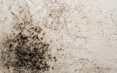 How to get rid of mould