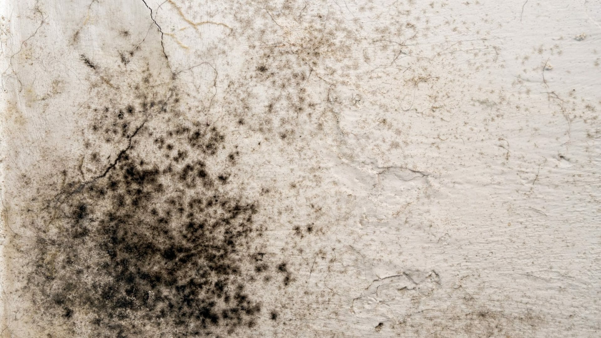 How to get rid of mould - Matheson Damp Services