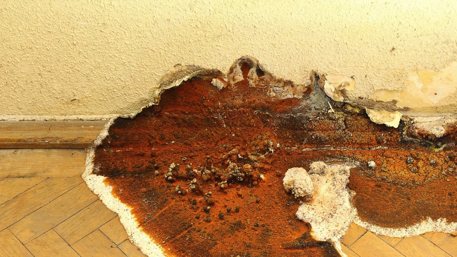 What is dry rot? Matheson Damp Services