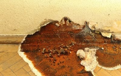 What is dry rot?