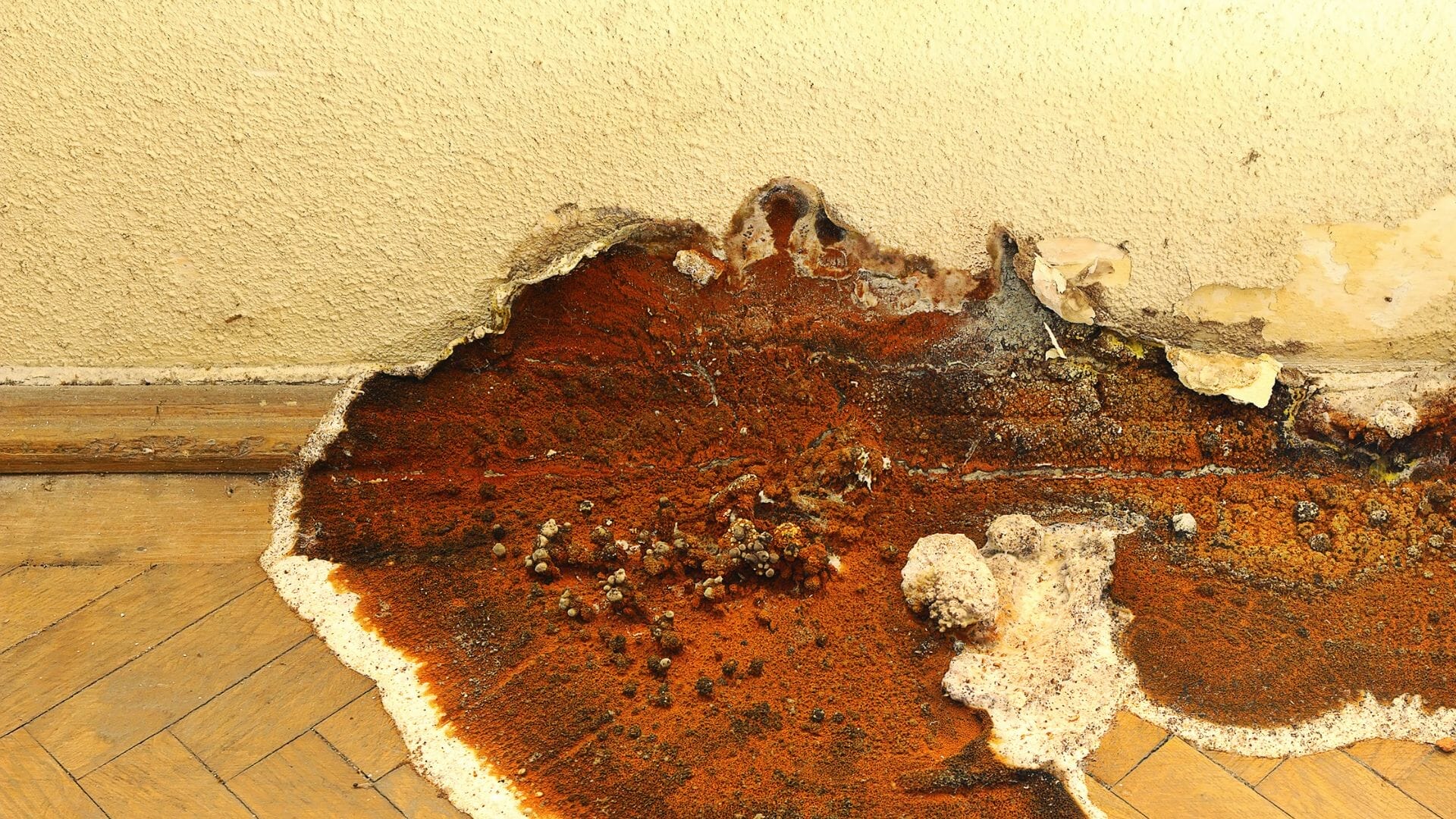 what-is-dry-rot-matheson-damp-services