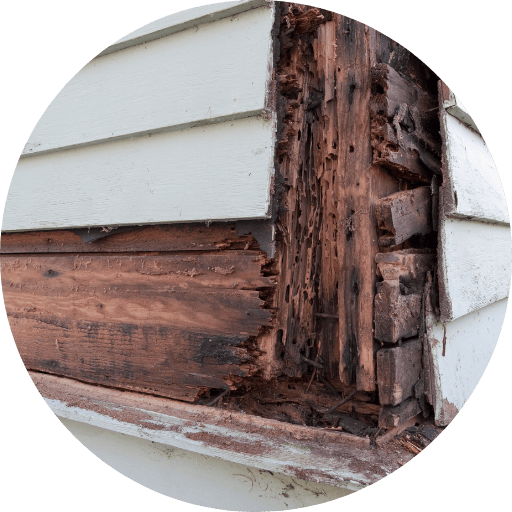 Wet Rot - Damp Specialists in Scotland - Matheson Damp Services