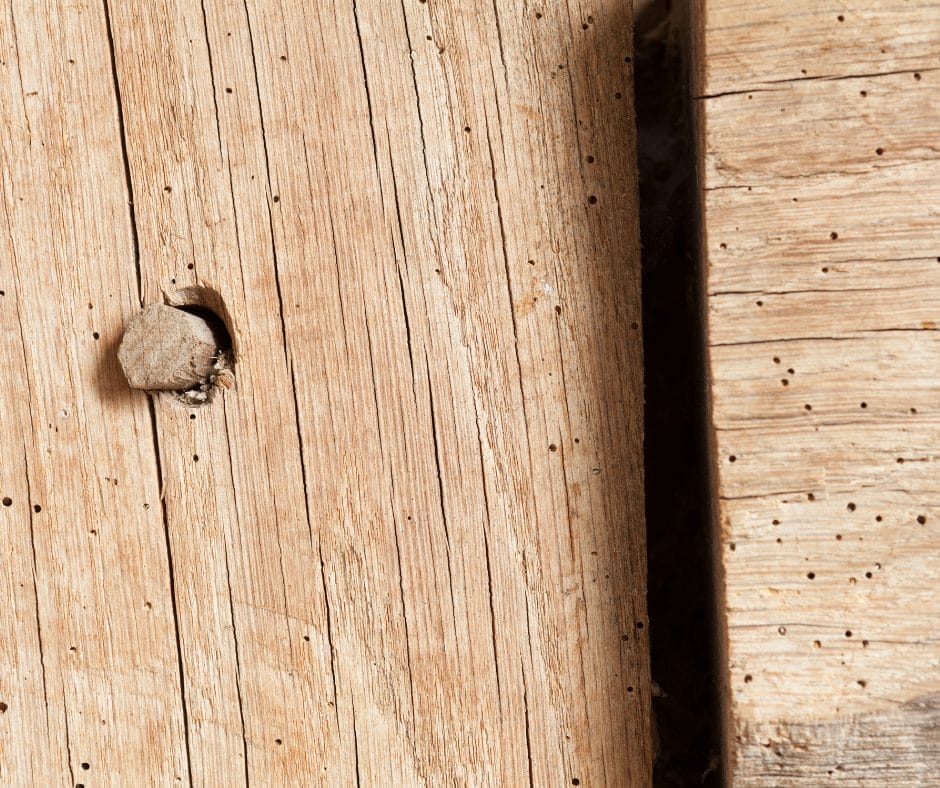 Timber Infestation Glasgow - Matheson Damp Services