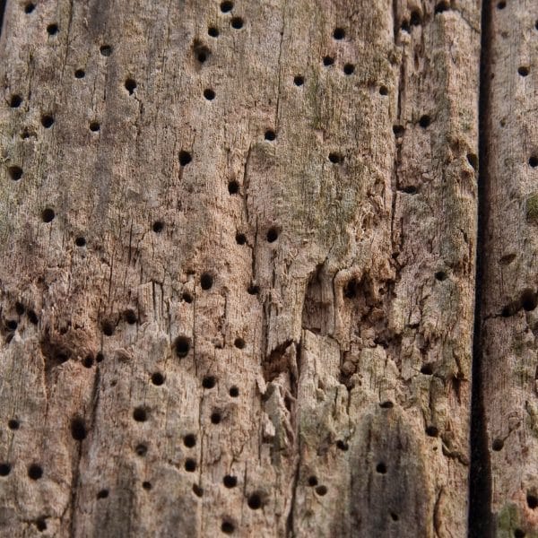 Timber Infestation Edinburgh - Matheson Damp Services