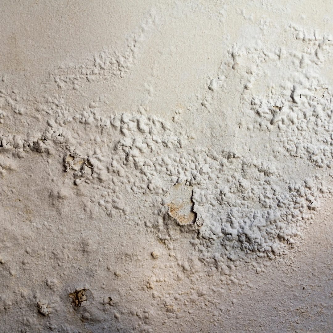 Penetrating Damp Kilmarnock - Matheson Damp Services