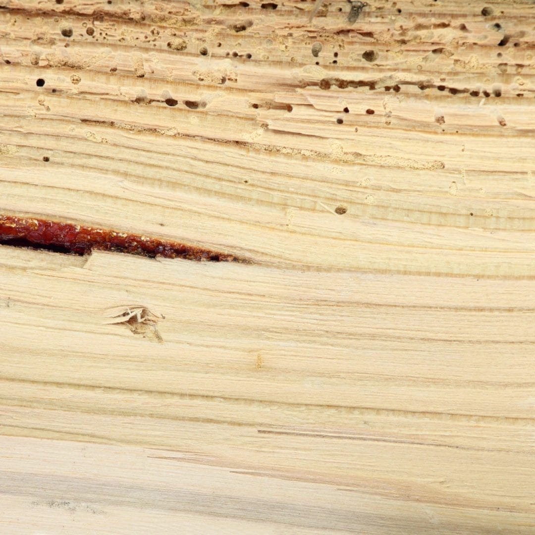 Woodworm Fife - Matheson Damp Services